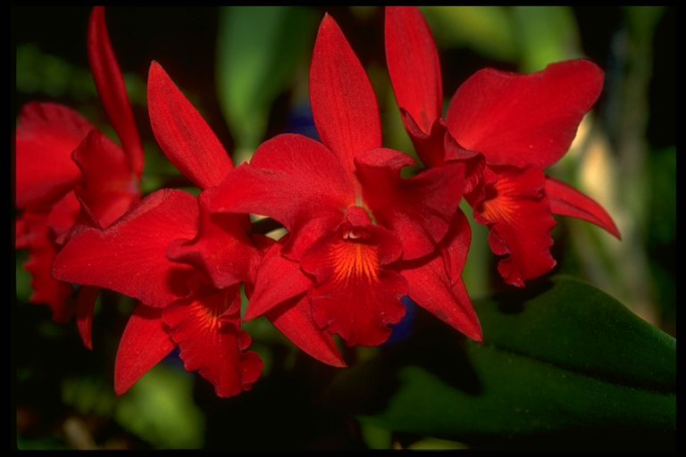 Potinara Orchid