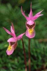 Calypso bulbosa