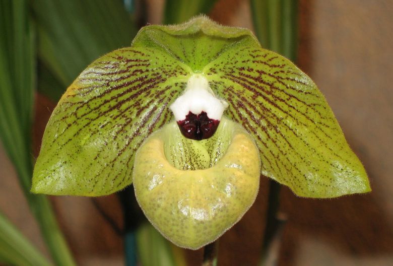 Paphiopedilum Orchid