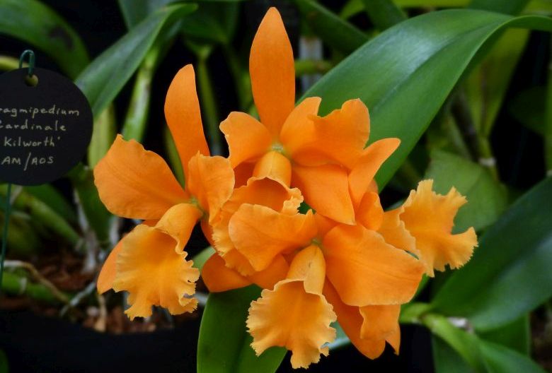 Cattleya Orchid