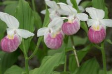 Cypripedium regina