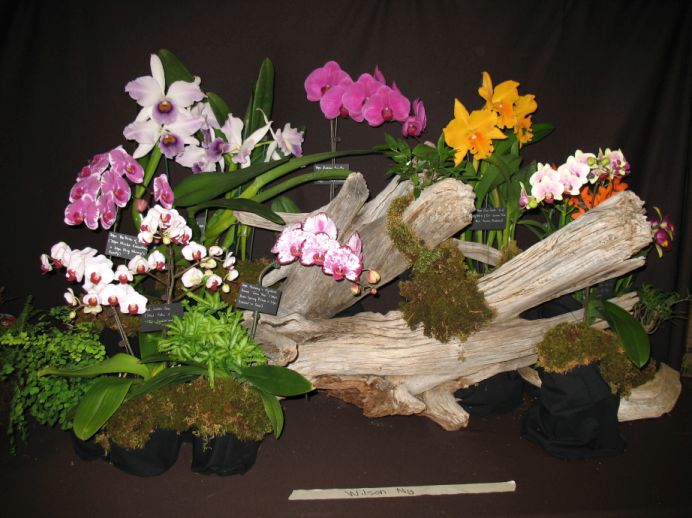 orchid display