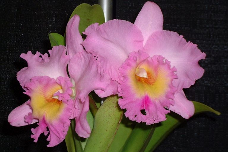 Cattleya