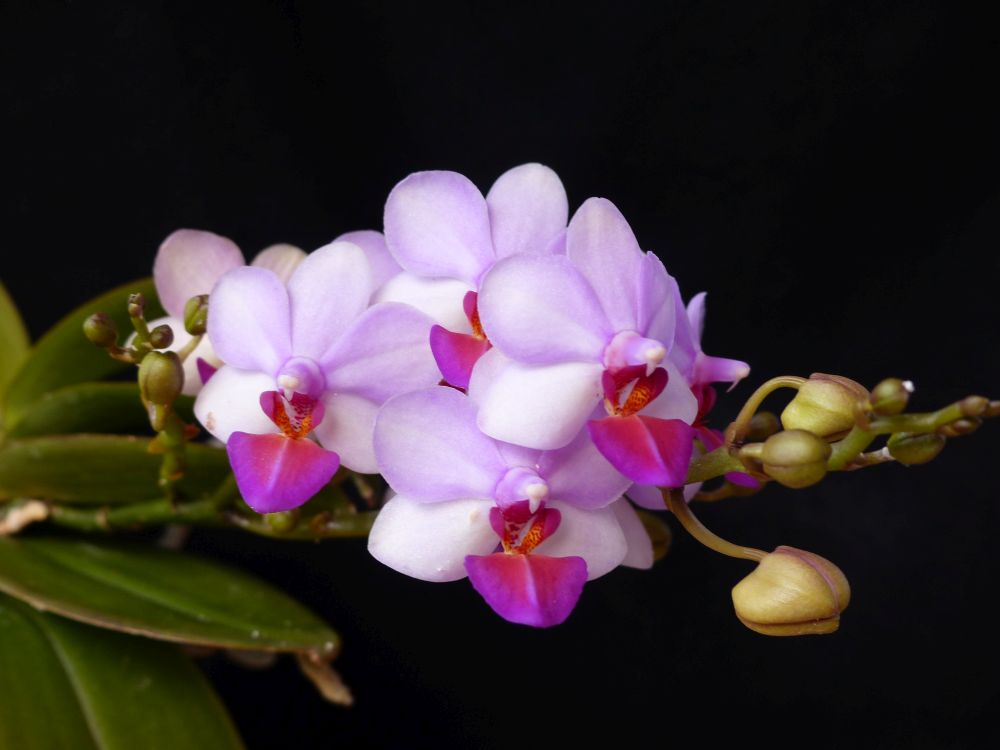 Phalaenopsis Liu's Berry