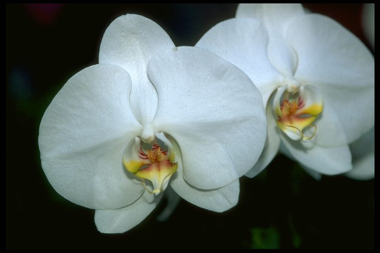 Phalaenopsis